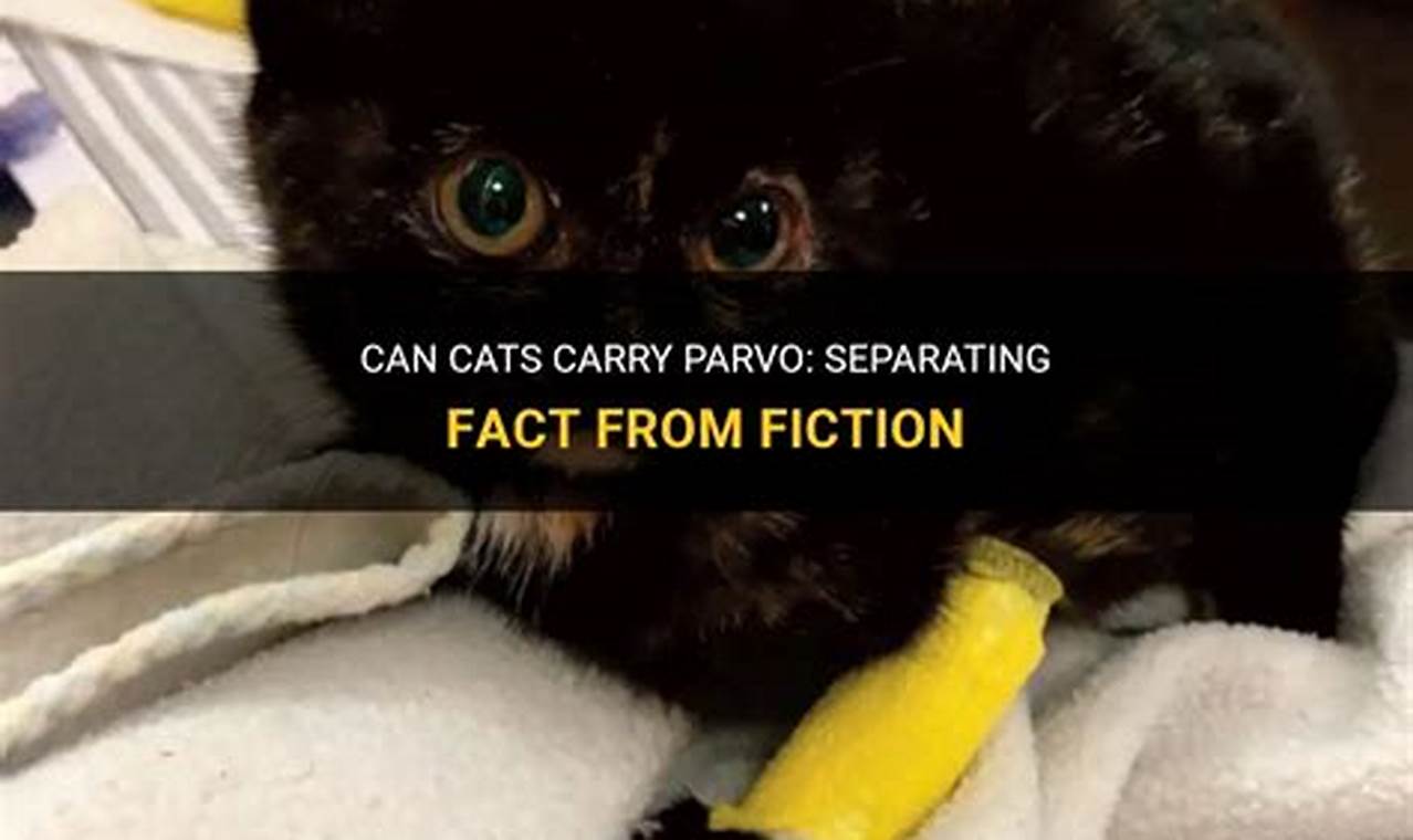 can cats carry parvo