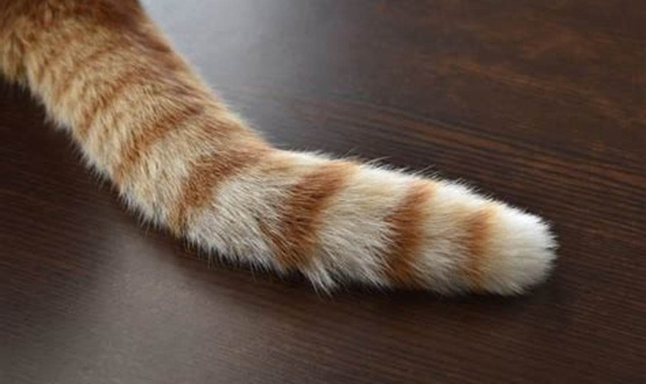 can cats control their tail