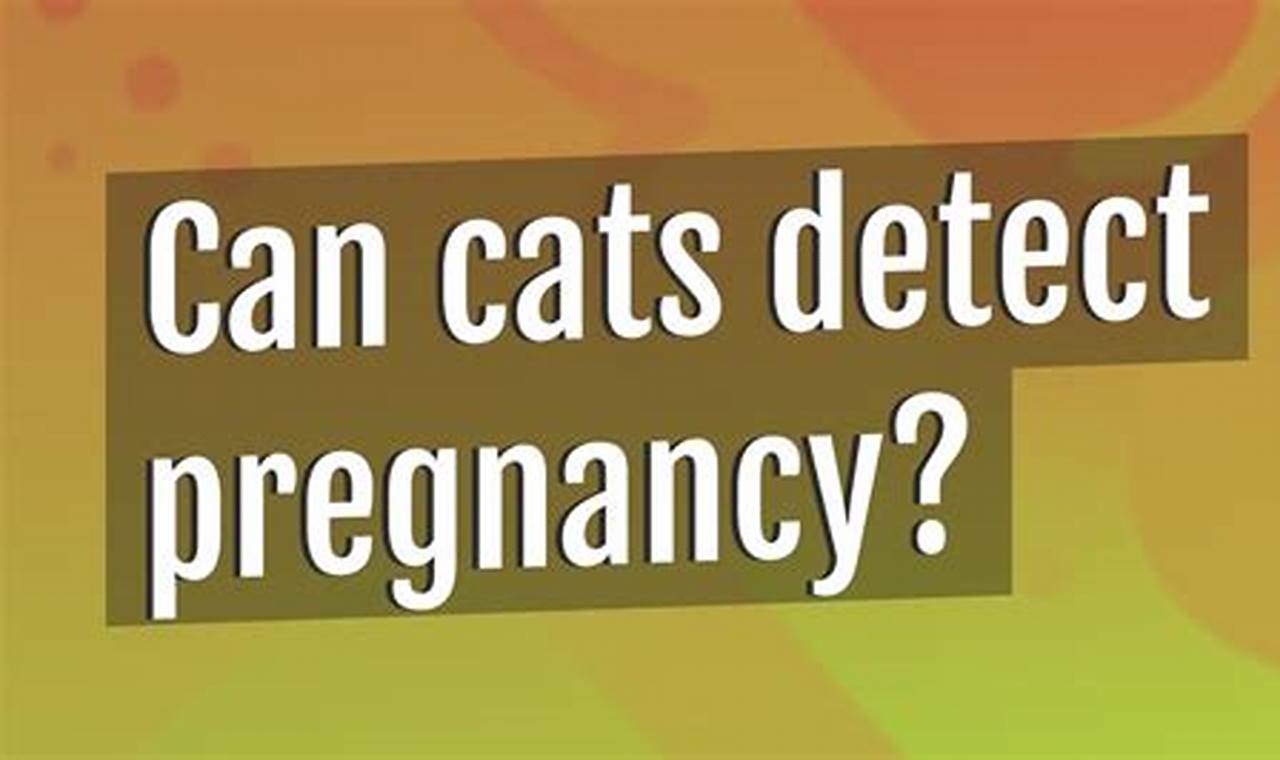can cats detect pregnancy