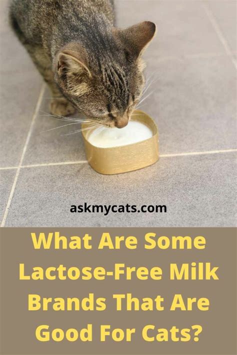Can Cats Drink Lactose Free Milk For Humans onlyvegg