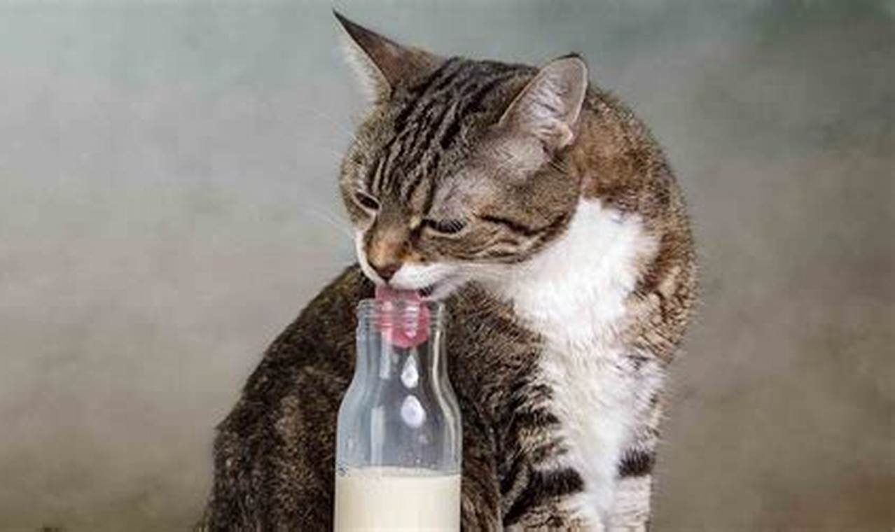 can cats drink.milk