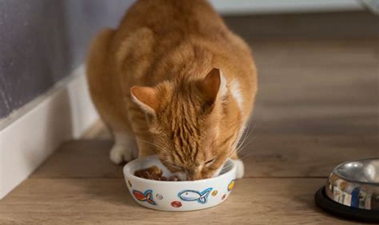 can cats eat canned dog food