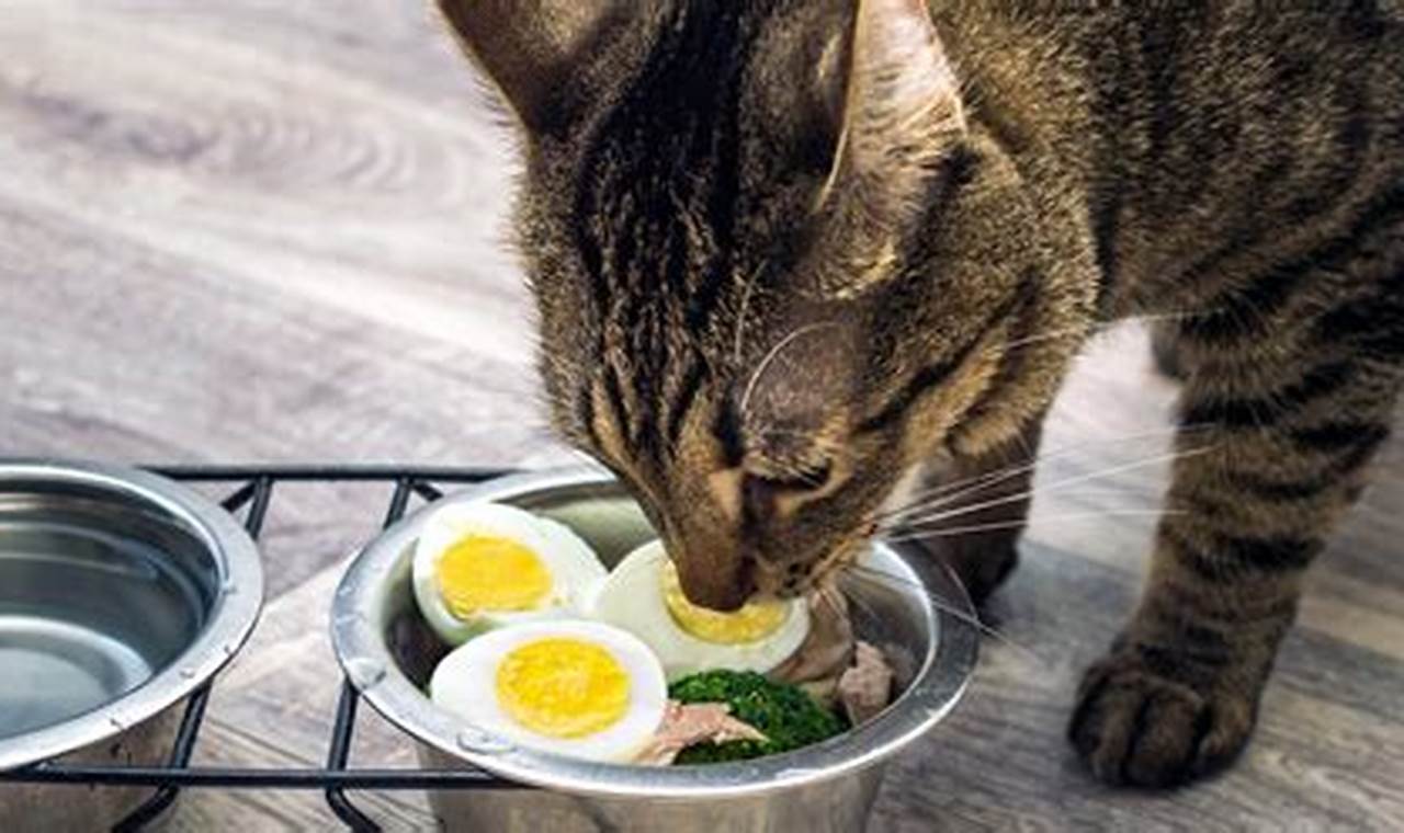 can cats eat egg white