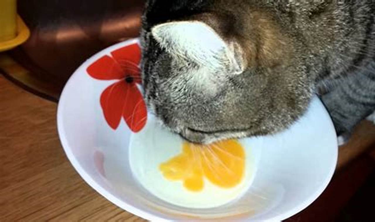 can cats eat egg yolks raw