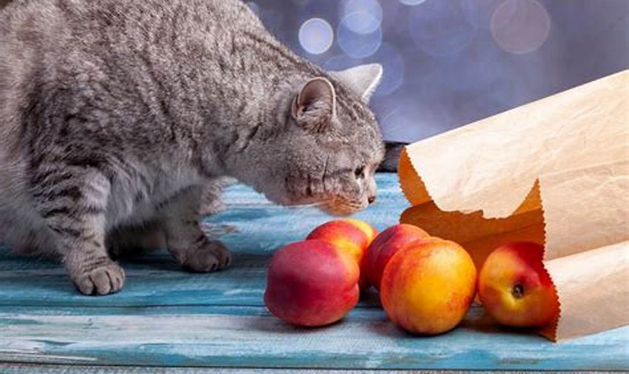can cats eat nectarines