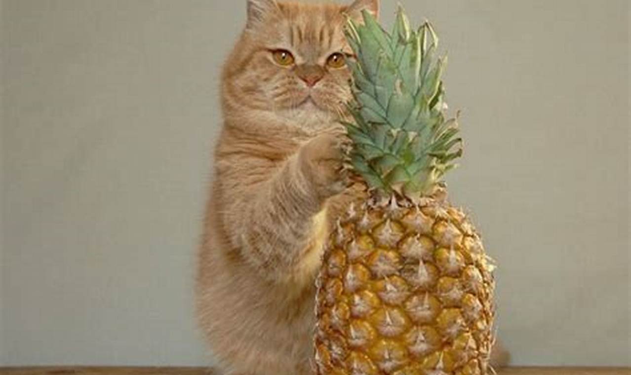 can cats eat pinapple