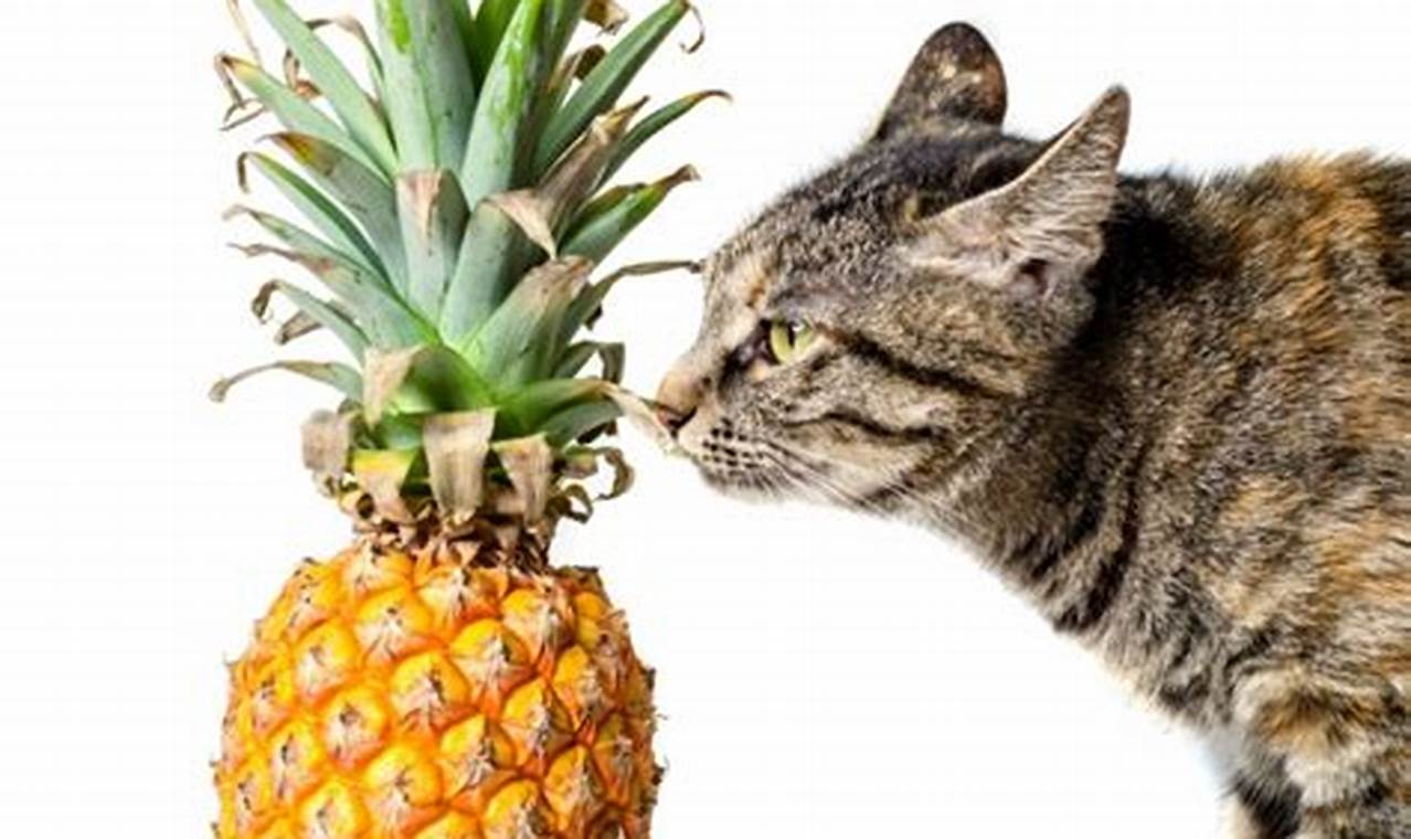 can cats eat pineapples