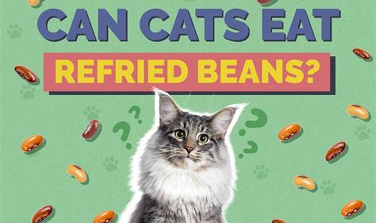 can cats eat refried beans