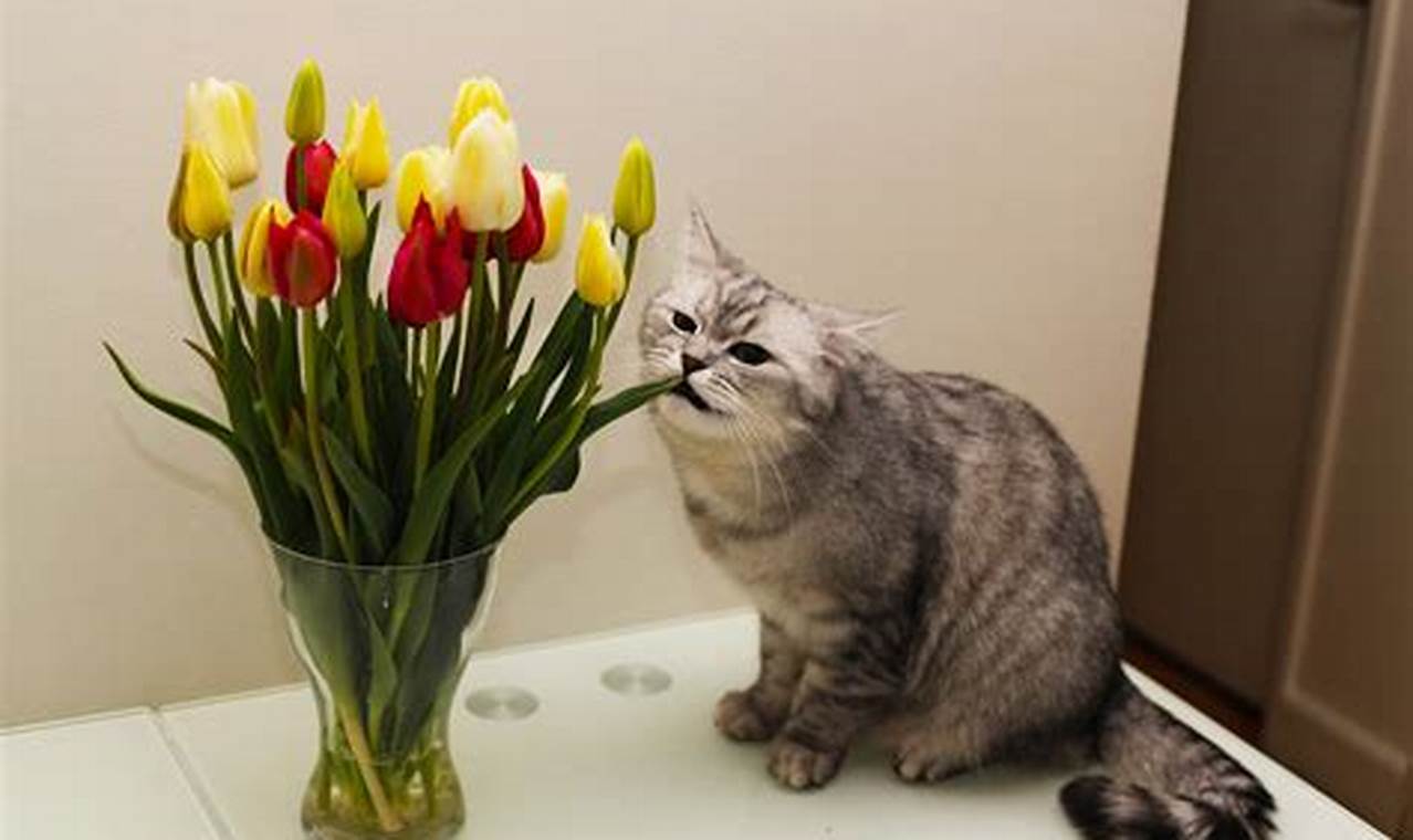 can cats eat tulips