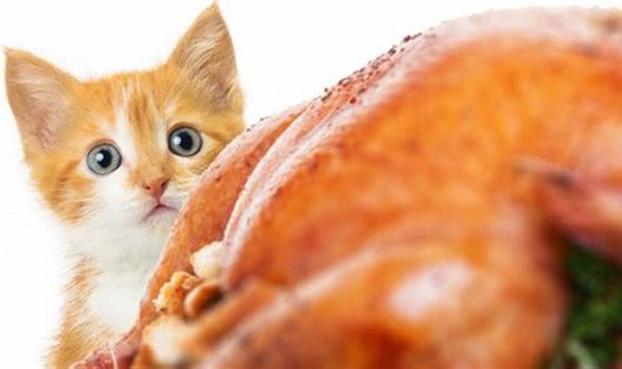 can cats eat turkey lunch meat