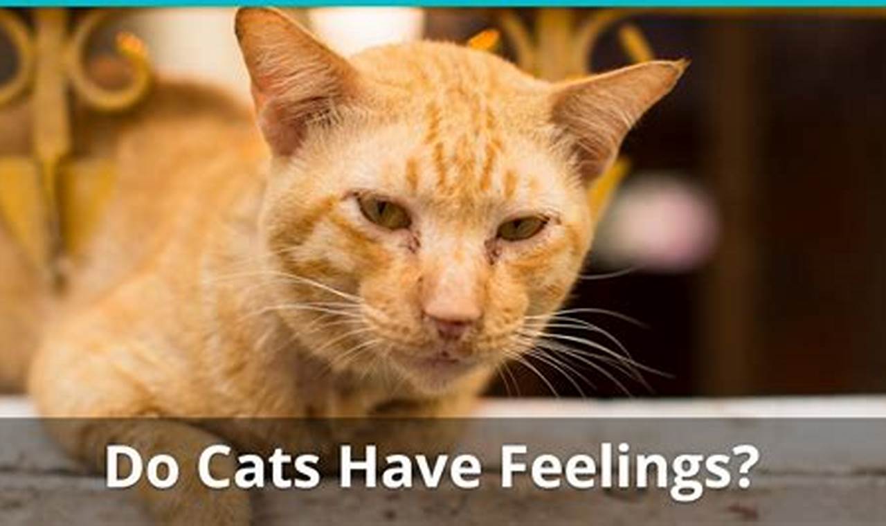 can cats feel your emotions