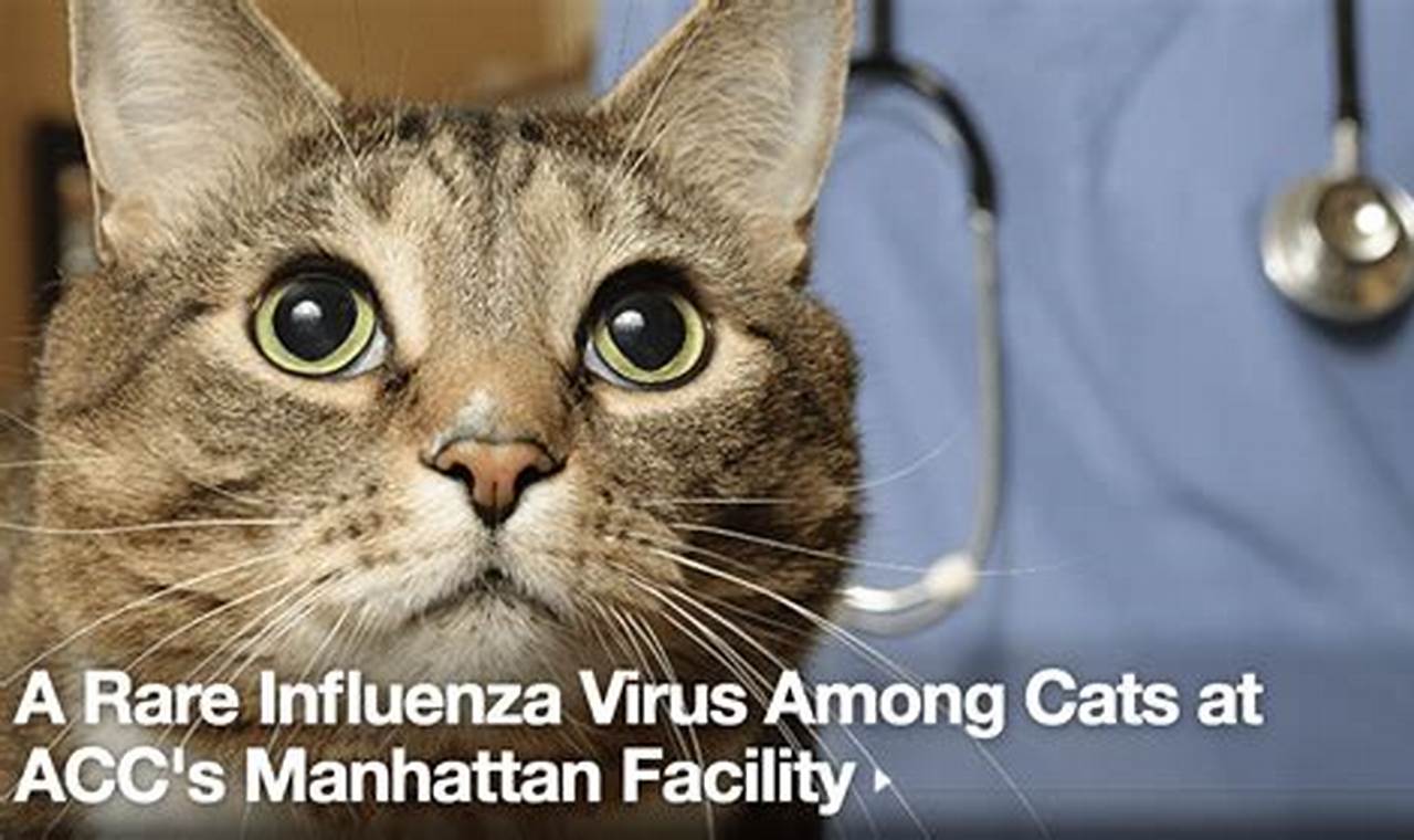 can cats get bird flu