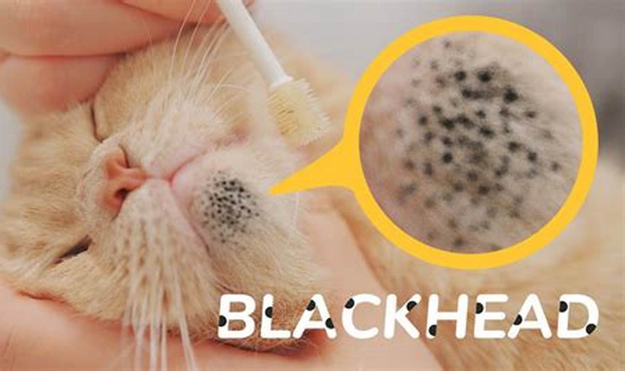 can cats get blackheads