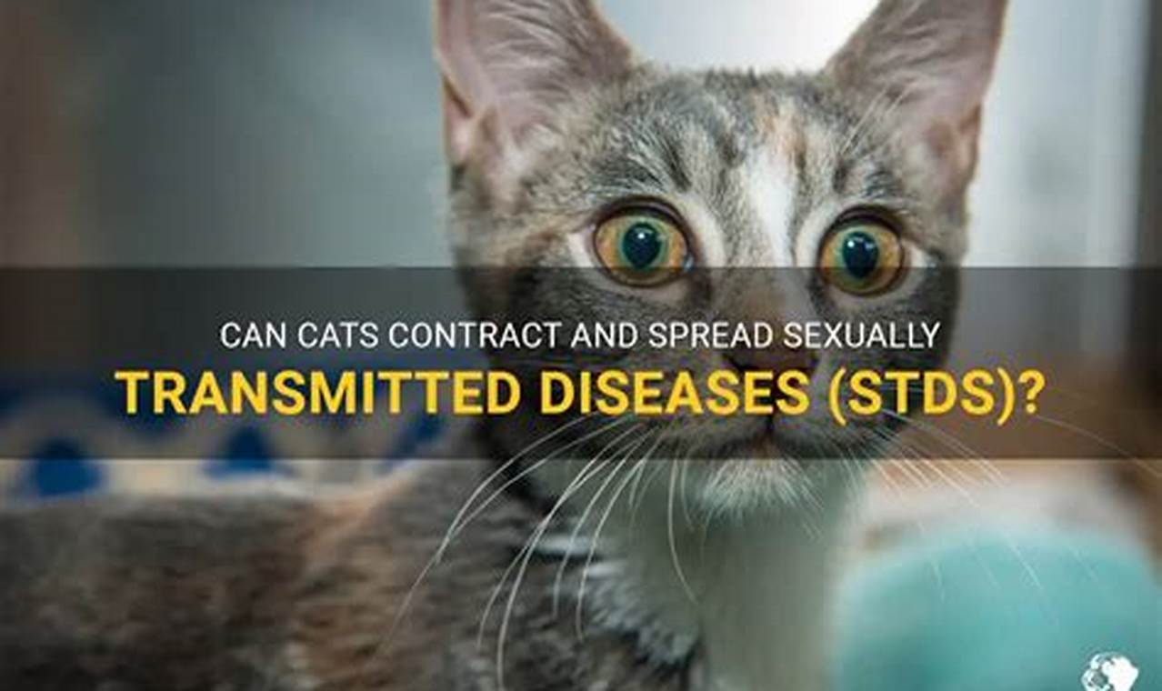 can cats get stds