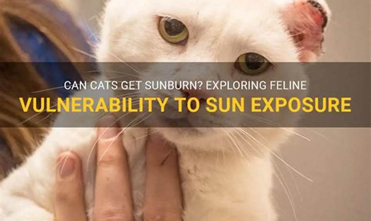 can cats get sunburn