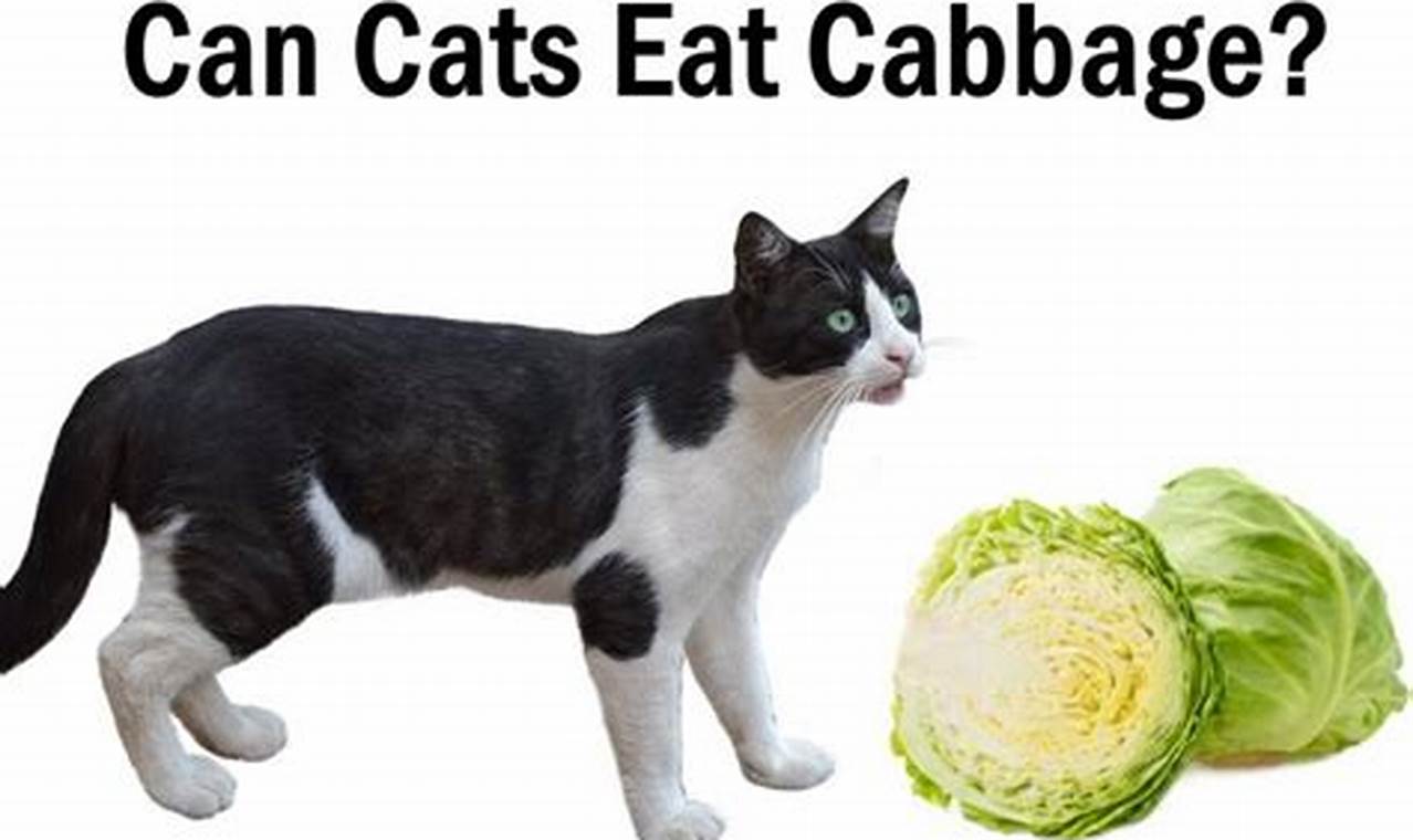 can cats have cabbage