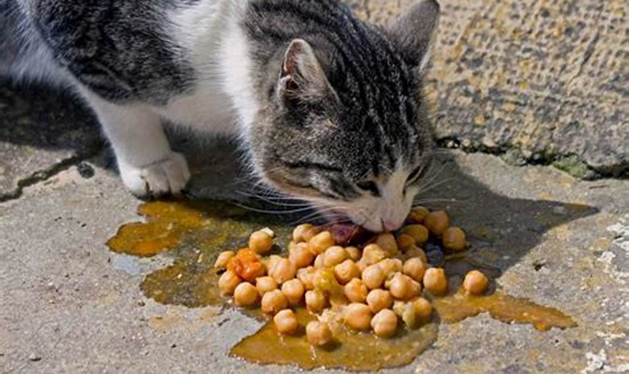 can cats have chickpeas