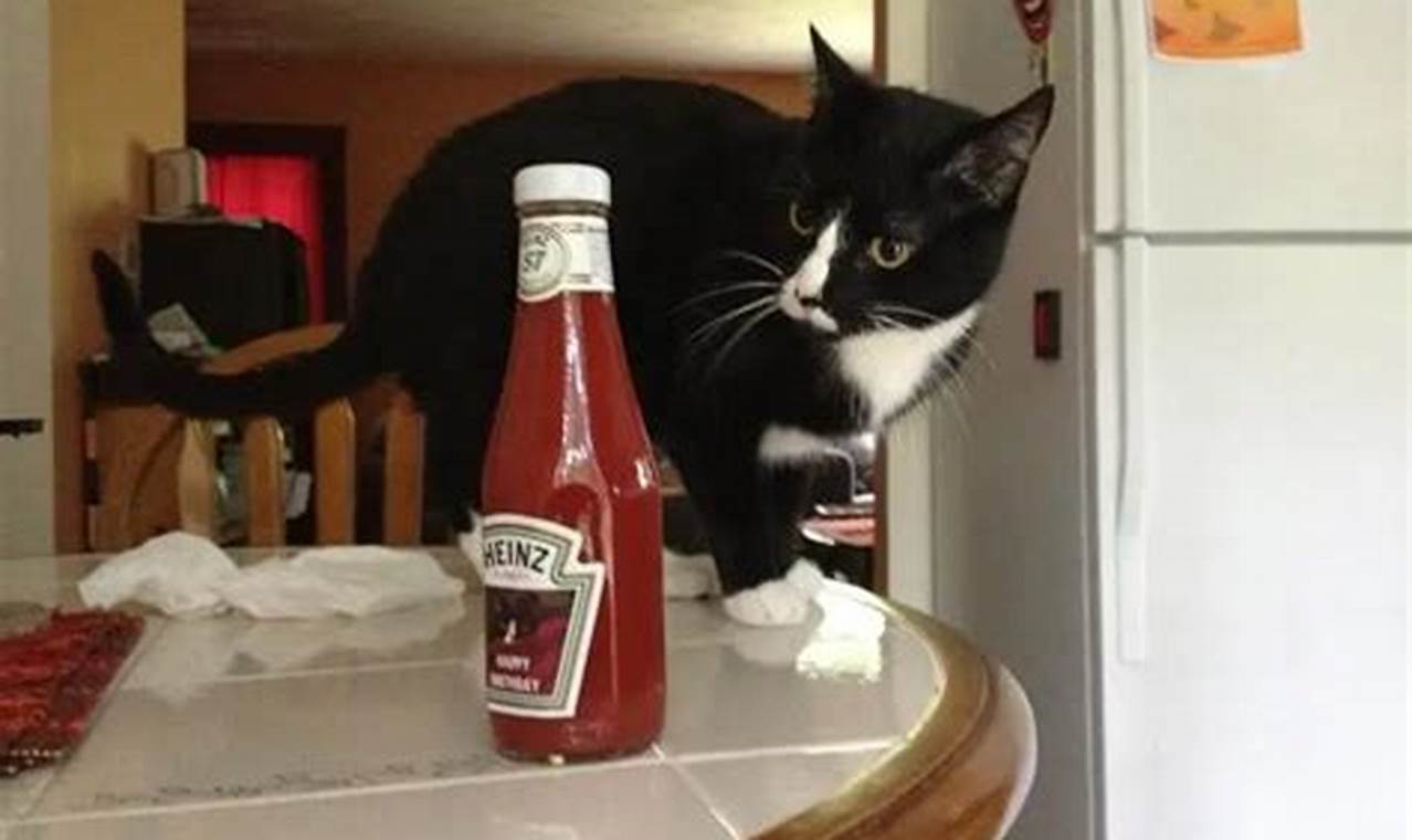 can cats have ketchup