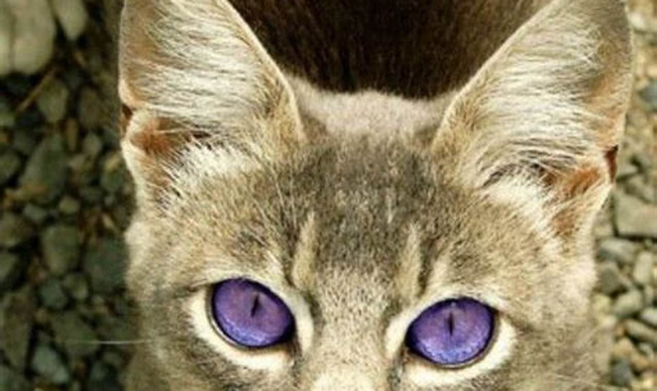 can cats have lavender