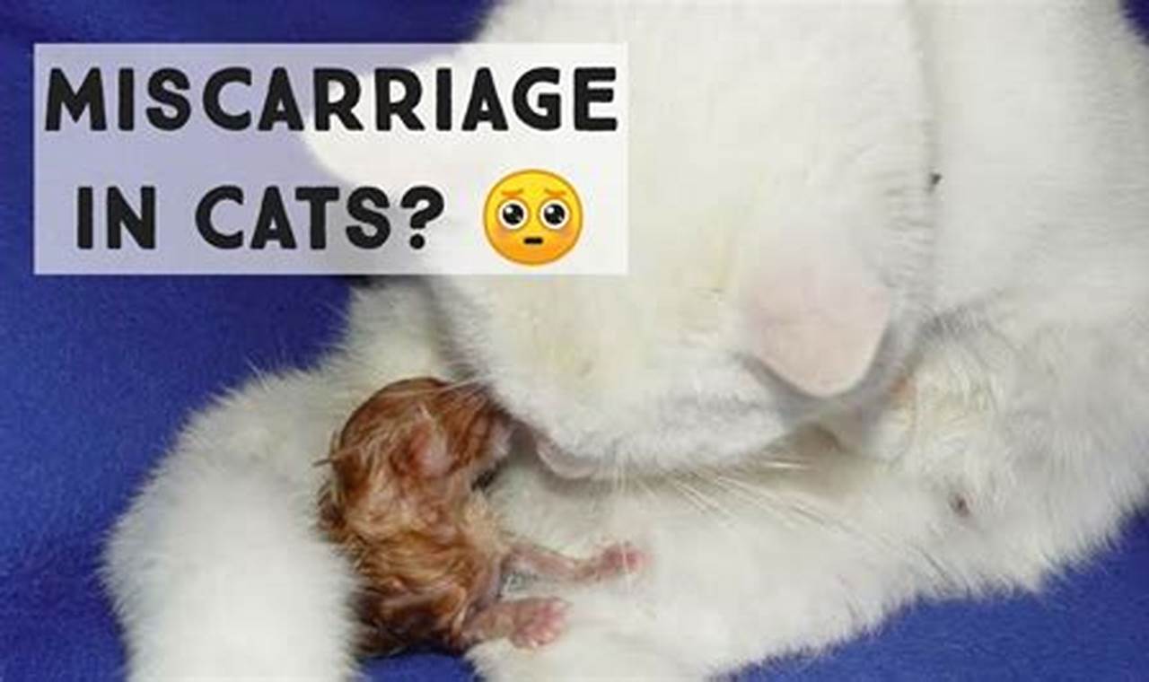 can cats have miscarriages