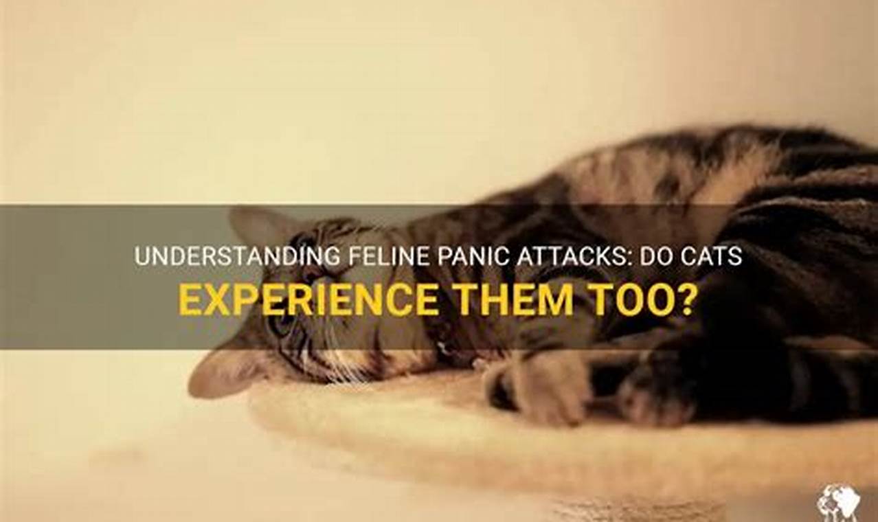 can cats have panic attacks
