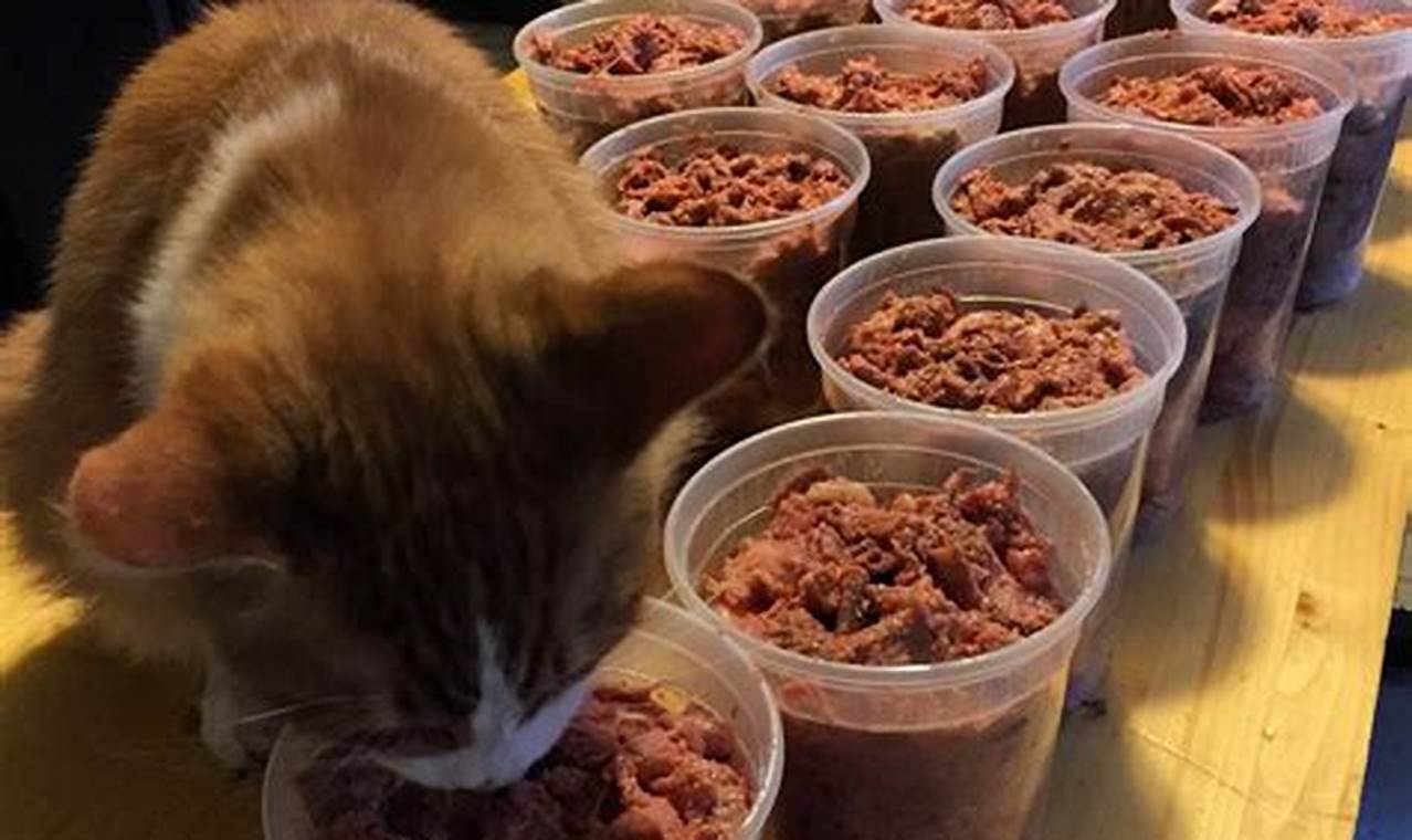 can cats have raw beef