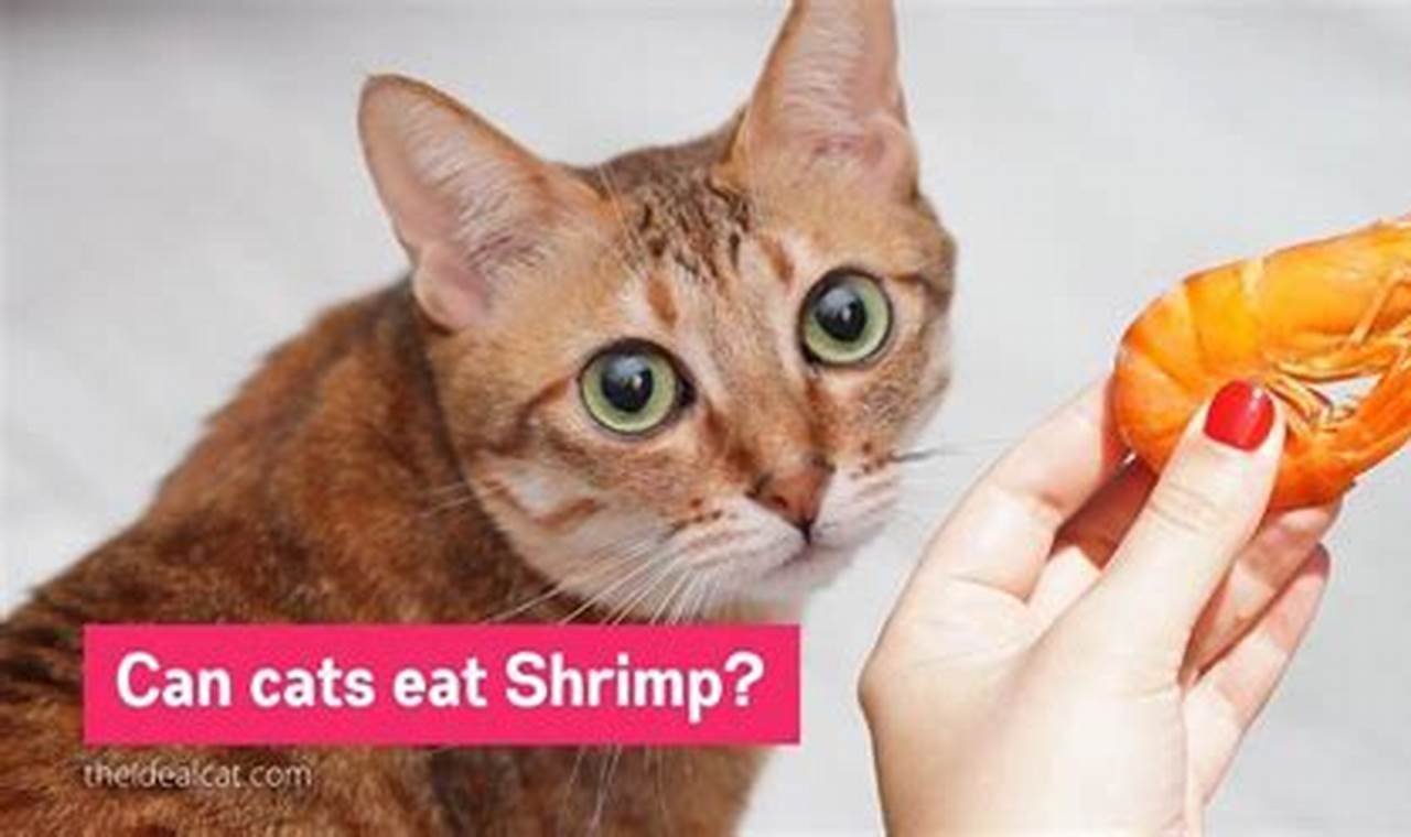 can cats have raw shrimp