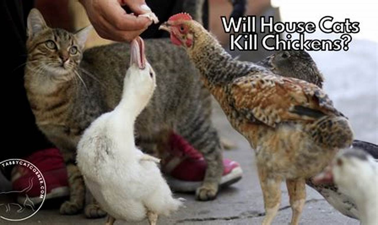 can cats kill chickens