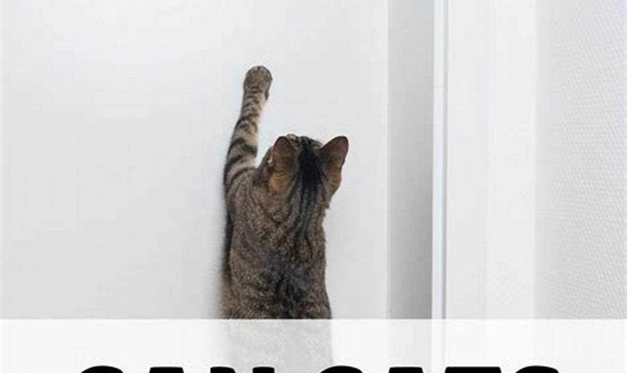can cats open doors