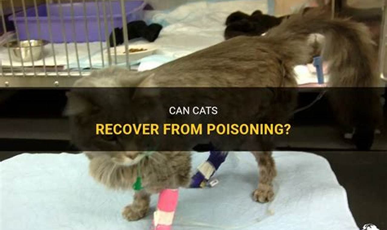 can cats recover from poisoning