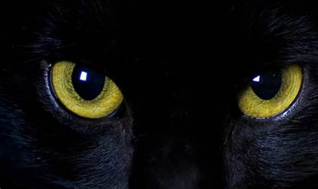 can cats see in dark