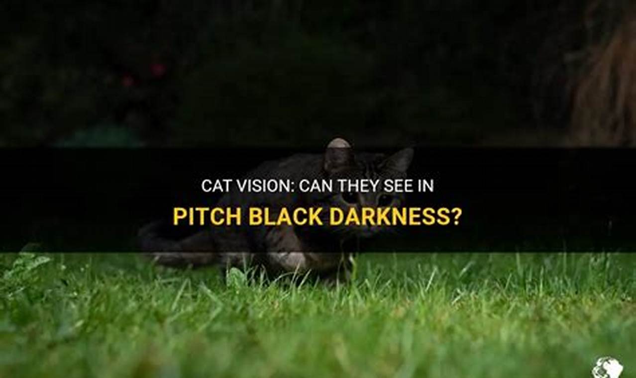 can cats see in pitch black