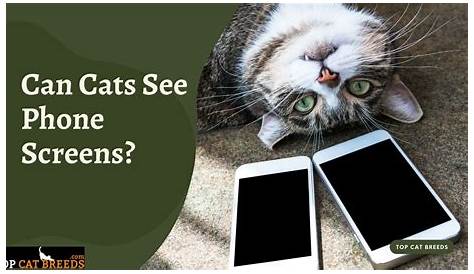 Can Cats See Iphone Screens