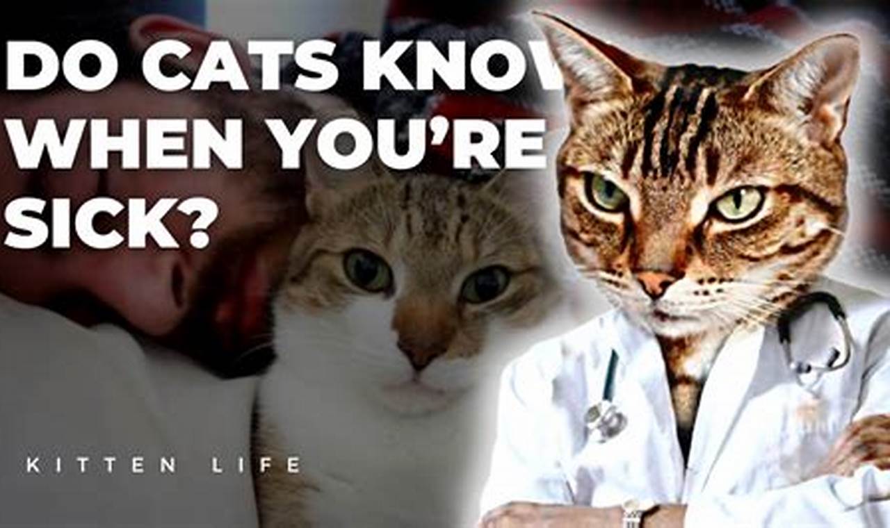 can cats sense when you re sick