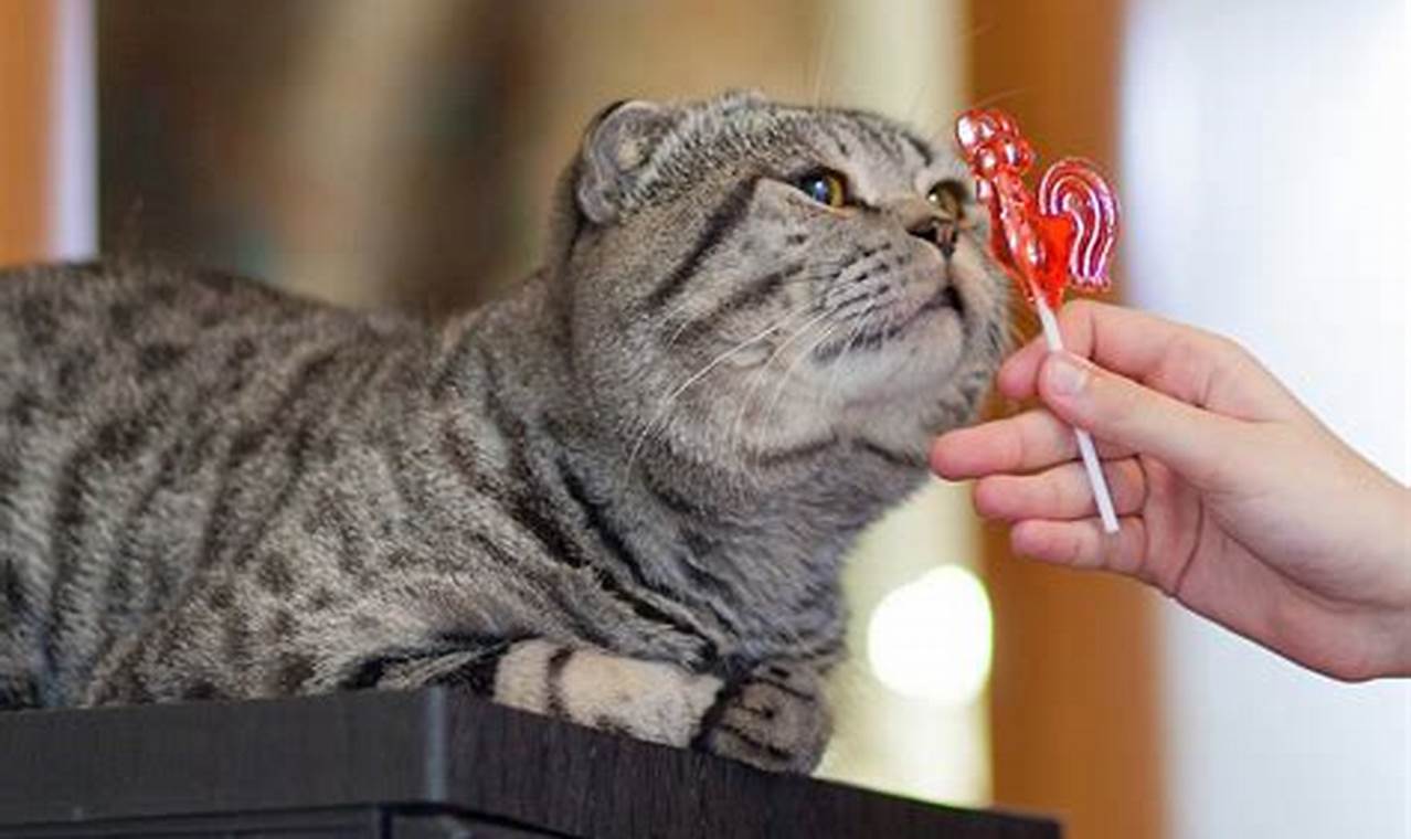 can cats taste sweets