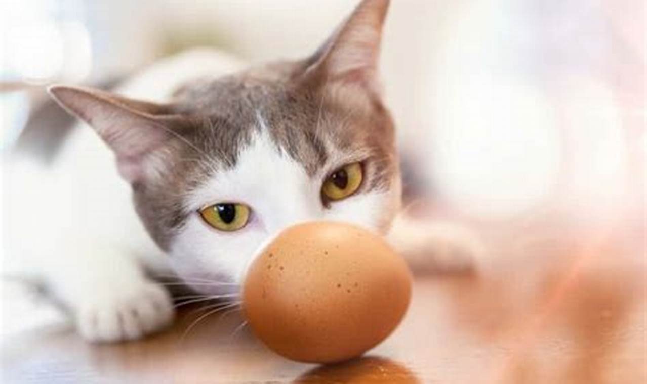can cats wat eggs