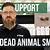 can dead animal smell make you sick