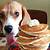 can dogs eat pancake syrup