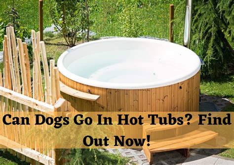 Here’s A Dog In A Hot Tub For You Enjoyv Dog Reference
