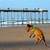 can dogs go on saltburn beach