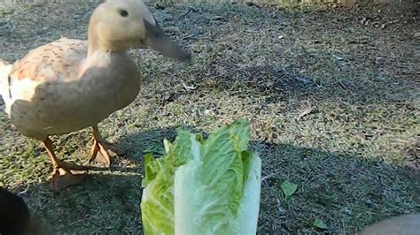 Beautiful rescued ducks eating lettuce together with their chicken