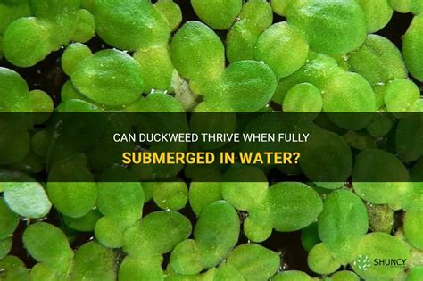 Common Duckweed (Submerged and Floating Aquatic Plants of Louisiana
