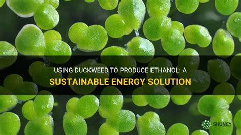 Duckweed Ethanol Duckweed Biomass Grown from Organic