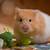 can dwarf hamsters eat broccoli