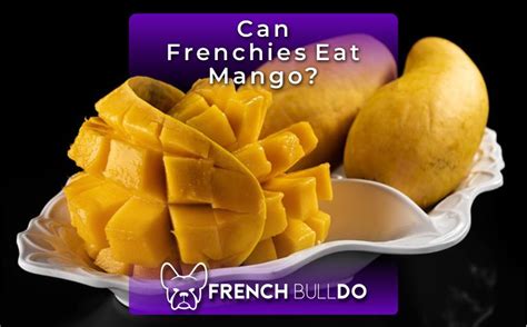Can Frenchies Eat Mango Review