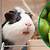 can guinea pigs eat brussel sprouts