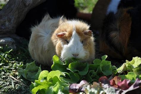 What Can Guinea Pigs NOT Eat What Food & Plants are Poisonous?