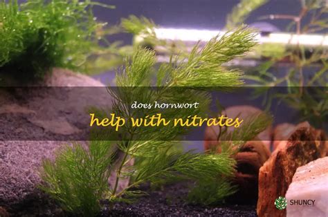 Topic Hornwort Aquatic Plant Care Aquarium Plants