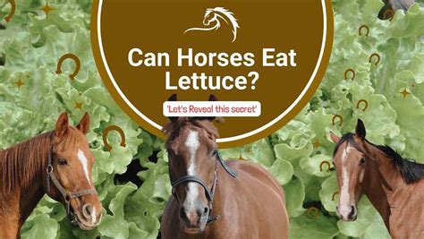 Can Horses Eat Lettuce? Giving A Hydrating Treat For Your Horses (Oct
