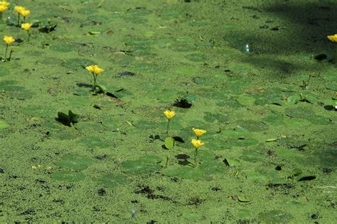 Watermeal A Fascinating And Maybe Useful Duckweed ProblemIn Pursuit